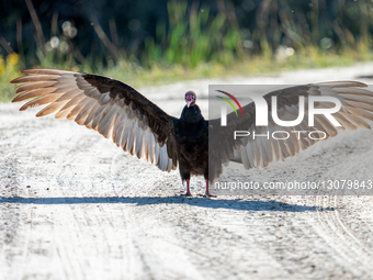 Vultures At Wetland In Florida