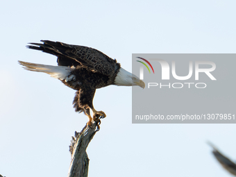Wildlife Bald Eagle In The Wetlands