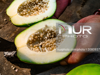 Papaya Tree - Carica Papaya - Fruit Fly - Papaya Seeds - Cultivation
