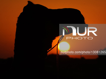 A Camel Yawns At Sunset In The Desert Of Pushkar, Rajasthan, India