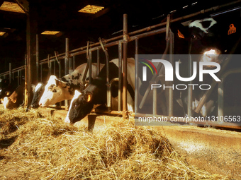 Cows Stand In Farmyard As France Launches Vaccination Campaign Against Contagious Nodular Dermatitis