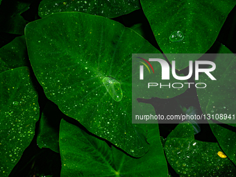 Taro Leaves - Monsoon Vive - Waterproof - Hydrophobic