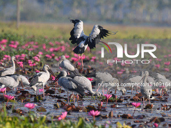 Asian Openbill Storks In Assam