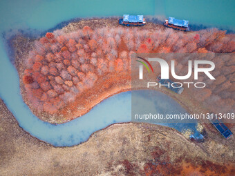 Blooming Metasequoia Glyptostroboides Forest.