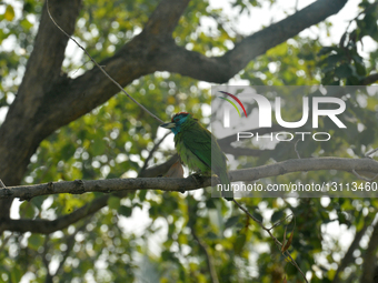 Blue-throated Barbet Bird