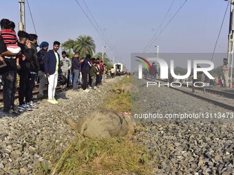 8 Elephants Killed After Collision In Assam