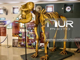 Elephant Museum In Kerala