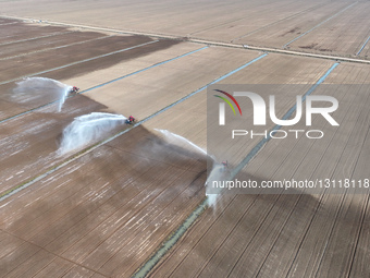 Farmers Irrigating Wheat in Fields.