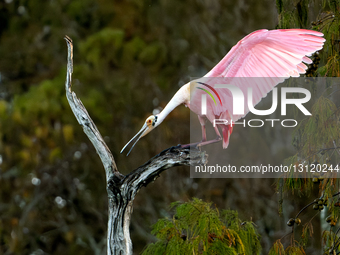 Wildlife Pink Plumage Of Roseate Spoonbill Birds