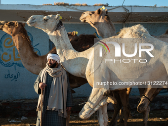 Birqash Camel Market In Giza, Egypt