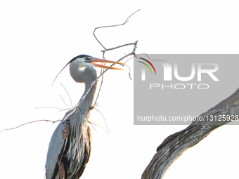Bird Carries Large Stick To Build Nest