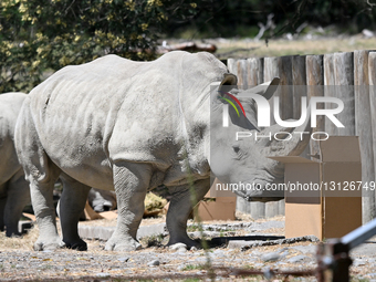 Christmas Treating For Animals At Orana Wildlife Park