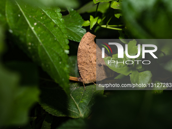 Evening Brown Butterfly (Melanitis Lead) Camouflages To Resemble A Dead Leaf