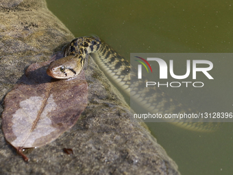 Snake At A Temple Pond In Kochi