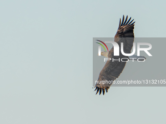 Wildlife Bald Eagle Flies Above Wetlands