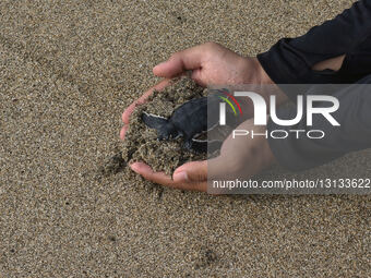 Release Sea Turtles  Hatchling From The Fishermen Of Conservation In Indonesia