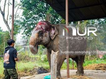 Elephant Festival In Sauraha, Chitwan, Nepal