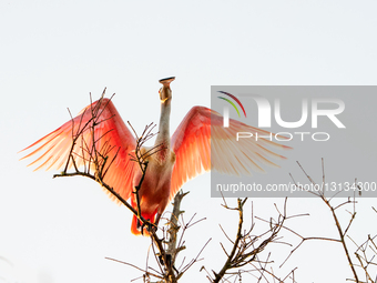 Animals Spoonbills Fly Above Florida Wetlands 