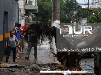 Tree Falls Due To The Strong Storm That Hit The City Of São Paulo, Brazil.