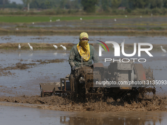 Thailand Agriculture
