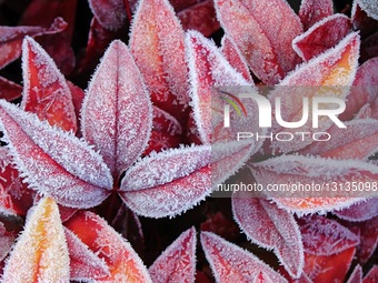 Plants Frost Flowers.