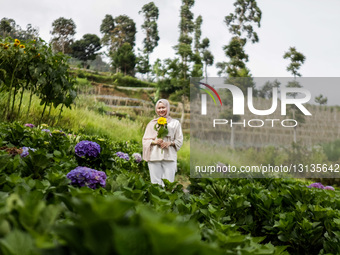 Colorful Flower Garden In Lembang