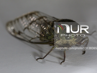 Cicada (Hemiptera: Cicadidae)