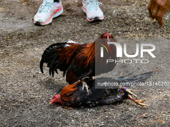 Cockfight Marks Virgin Of Guadalupe Day Celebrations In San Martín Atexcal