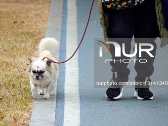 Walk Dog With  Leash.