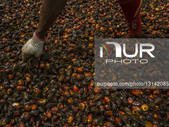Following The Aceh Tamiang Flood, Residents Hunt For Leftover Oil Palm Fruit