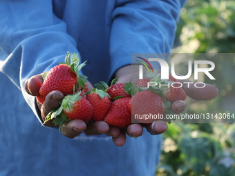Strawberry Harvest In Al-Deir Village 