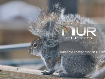Daily Life During Winter Season In Toronto