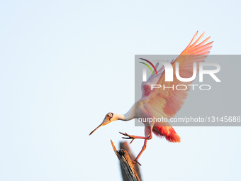Animals Wetland Wildlife Spoonbills