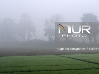 Winter Morning In Dhaka