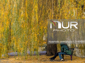Young Couple Sits On Park Bench Under Willow Tree During Romantic Date
