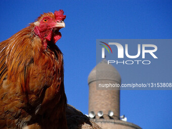 The Al-Ghazl Market In Bab Al-Sharqi: A Busy Activity For Animal Trade In Baghdad. 