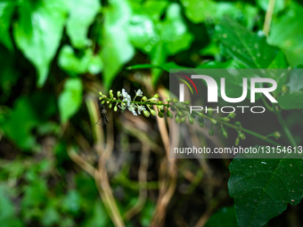  Bloodberry - Rivina Humilis - Adeis Mosquito