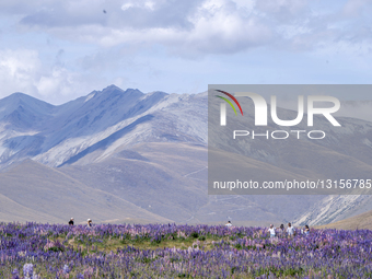 Colorful Lupin Season In Tekapo