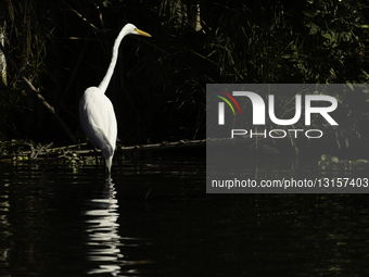 Xochimilco Landscapes In Mexico