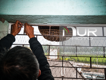 Giant Honey Bee (Apis Dorsata) - Honey - Animal India - Honeycomb 