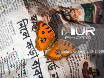 Peacock Pansy Butterflies (Junonia Almana) Sitting On Newspaper - Winter Season 
