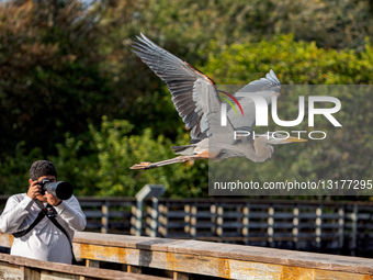Wildlife Feature Bird Flies Past Photographer 