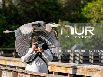 Animals Bird Flies Past Photographer 