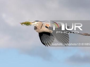 Wildlife Birds Building Nests