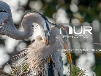 Animals A Pair Of Birds Building Nest