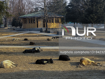 Dogs Sleep In A Park 