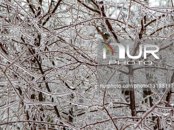 Freezing rain in Kyiv.