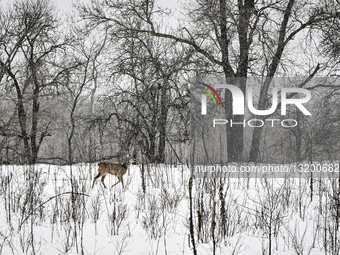 Winter nature of Khortytsia