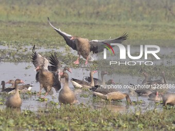 Migratory Greylag Geese In Assam