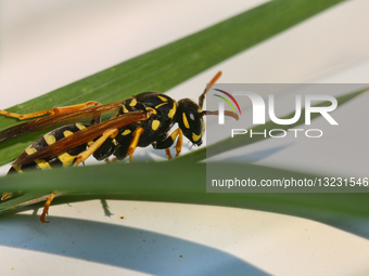 Daily Life During Summer Season In Toronto